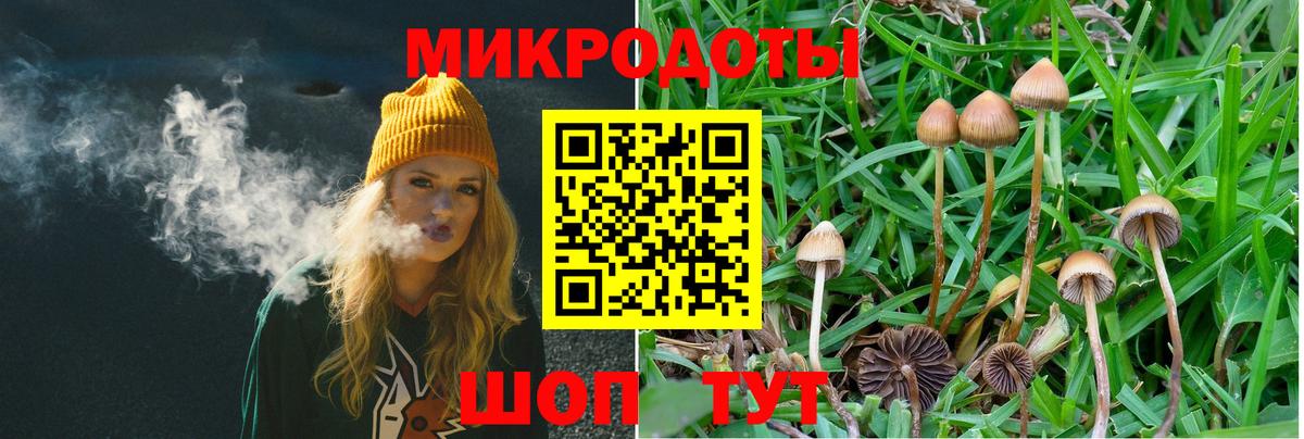 Галлюциногенные грибы Psilocybe Владимир